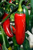 Chilli pepper (Capsicum 'Summerheat')