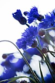 Cornflowers (Centaurea cyanus)