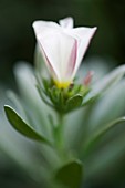 Silverbush (Convolvulus cneorum)