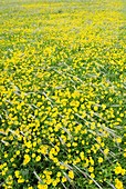 Corn marigolds (Chrysanthemum segetum)