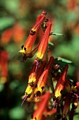 Cuphea cyanea