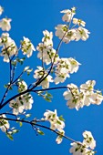 Flowering dogwood (Cornus florida)
