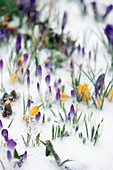 Crocus flowers in snow