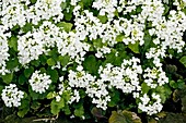 Bittercress (Cardamine asarifolia)