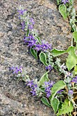 Bellflower (Campanula elatinoides)