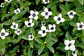 Eurasian dwarf cornel (Cornus suecica)