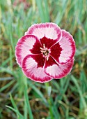 Dianthus Cover Story