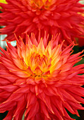 Dahlia CORAL JUPITER