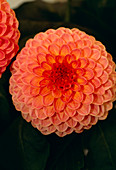 Dahlia HILLCREST SUFFUSION