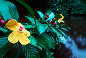 Simpoh air flower (Dillenia excelsa)
