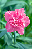 Carnation (Dianthus 'Pink Campari')