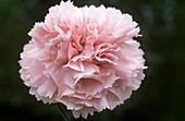 Pink (Dianthus 'Gwendoline Read')