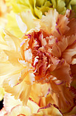 Carnation (Dianthus 'Fairy Lights')