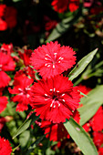 Chinese pink (Dianthus 'Ideal Scarlet')