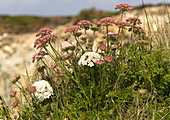 Queen Anne's lace (Daucus carota)