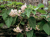 Dregea plant (Dregea sinensis)