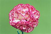 Border carnation (Dianthus 'Sweet Sue')