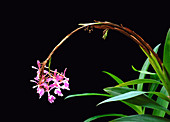 Epidendrum Pink Cascade