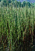 Water Horsetails