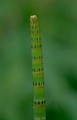 Close-up of swamp Horsetail