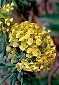 Euphorbia characias JOHN TOMLINSON