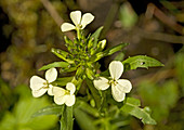 Wallflower (Erysimum wittmannii)