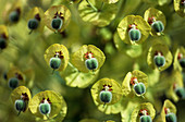 Euphorbia characias 'Lambrook Gold'
