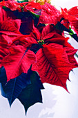 Poinsettia (Euphorbia pulcherrima)