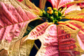 Poinsettia (Euphorbia pulcherrima)