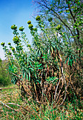 Spurge (Euphorbia characias)