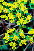 Spiny spurge (Euphorbia spinosa)