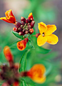 English wallflower (Erysimum cheiri)