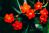 Scarlet plume (Euphorbia fulgens)