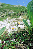 Fleabane (Erigeron alpinus)