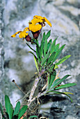 Wallflowers (Erysimum cheiri)