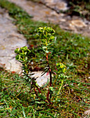 Portland spurge