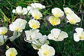 Poppy (Eschscholzia californica)