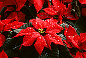 Poinsettia (Euphorbia pulcherrima)