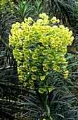 Spurge (Euphorbia characias wulfenii)