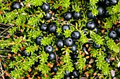 Crowberry fruit (Empetrum hermaphroditum)