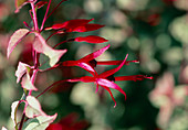 Fuchsia magellanica versicolor