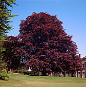 Fagus sylvatica PURPUREA