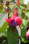 Fuchsia (Fuchsia 'Red Imp')