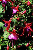 Fuchsia (Fuchsia 'Helen Fahey')