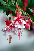 Fuchsia 'Spion Kop'