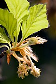 Male beech flowers (Fagus sylvatica)