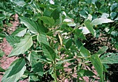 Soya bean plant (Glycine max)