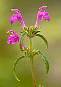 Red hemp-nettle (Galeopsis angustifolia)