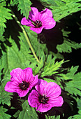 Geranium flowers (Geranium x oxonianum)