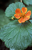 Avens (Geum 'Georgenberg')